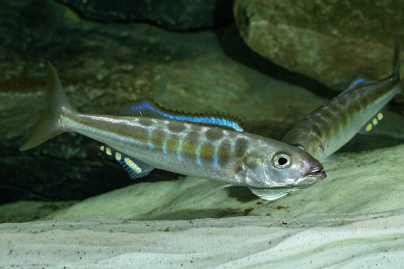Bathybates fasciatus 'Sibwesa'